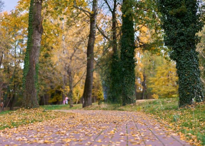 Ein gemauerter Weg schlängelt sich durch einen Park mit hohen Bäumen, die mit Herbstlaub bedeckt sind. Gefallene Blätter liegen verstreut auf dem Weg, und im Hintergrund sind zwischen den Bäumen zwei Menschen zu sehen.